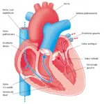 2020 Herz und Herzklappen FR