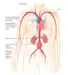 Aneurysma Bild S05 2020 FR