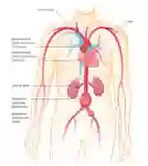 Aneurysma Bild S05 2020 IT