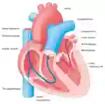 Herzklappenfehler illu 25 DE
