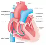 Herzklappenfehler illu 25 IT