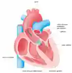 Neue Herzklappe abb1 02 25 web FR