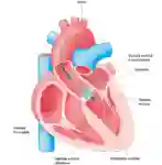Neue Herzklappe abb1 02 25 web IT